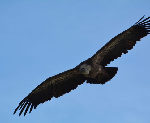 Ausflug 2018 nach Hohenwerfen